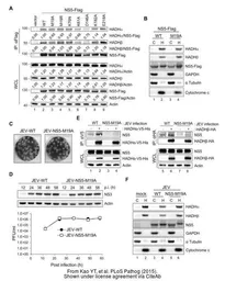 Anti-GAPDH antibody used in Western Blot (WB). GTX100118