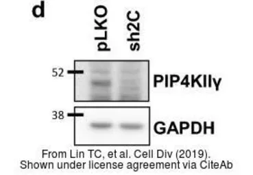 Anti-GAPDH antibody used in Western Blot (WB). GTX100118