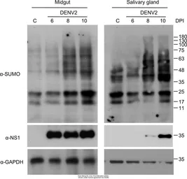 Anti-GAPDH antibody used in Western Blot (WB). GTX100118
