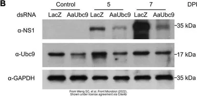Anti-GAPDH antibody used in Western Blot (WB). GTX100118