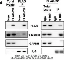 Anti-GAPDH antibody used in Western Blot (WB). GTX100118