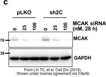 Anti-GAPDH antibody used in Western Blot (WB). GTX100118