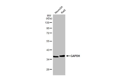 Anti-GAPDH antibody used in Western Blot (WB). GTX100118