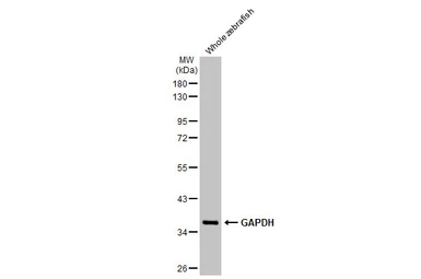 Anti-GAPDH antibody used in Western Blot (WB). GTX100118