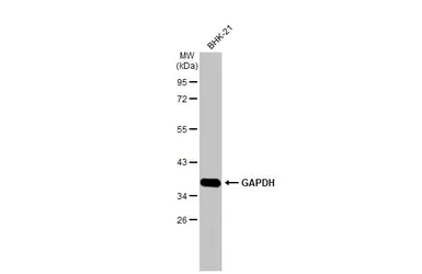Anti-GAPDH antibody used in Western Blot (WB). GTX100118