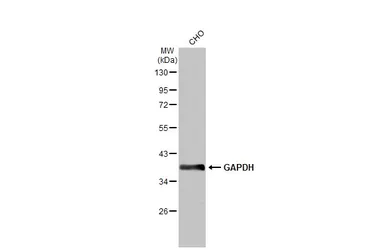 Anti-GAPDH antibody used in Western Blot (WB). GTX100118
