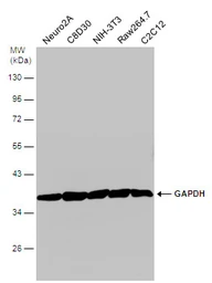 Anti-GAPDH antibody used in Western Blot (WB). GTX100118