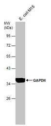 Anti-GAPDH antibody used in Western Blot (WB). GTX100118