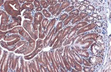 Anti-GAPDH antibody used in IHC (Paraffin sections) (IHC-P). GTX100118
