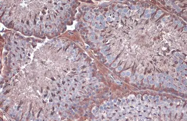 Anti-GAPDH antibody used in IHC (Paraffin sections) (IHC-P). GTX100118