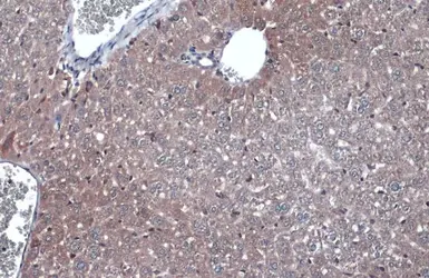 Anti-GAPDH antibody used in IHC (Paraffin sections) (IHC-P). GTX100118