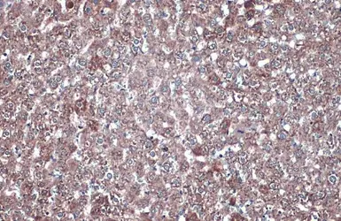 Anti-GAPDH antibody used in IHC (Paraffin sections) (IHC-P). GTX100118