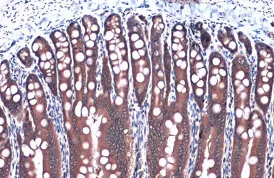Anti-GAPDH antibody used in IHC (Paraffin sections) (IHC-P). GTX100118