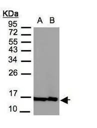 Anti-Histone H2A.Z antibody used in Western Blot (WB). GTX108273