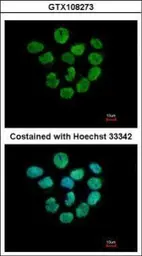 Anti-Histone H2A.Z antibody used in Immunocytochemistry/ Immunofluorescence (ICC/IF). GTX108273