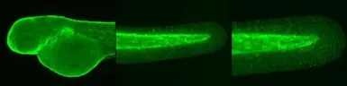 Anti-Histone H2A.Z antibody used in IHC (Whole mount) (IHC-Wm). GTX108273
