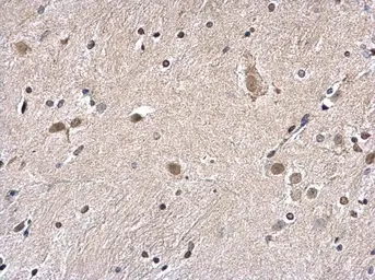 Anti-Histone H2A.Z antibody used in IHC (Paraffin sections) (IHC-P). GTX108273