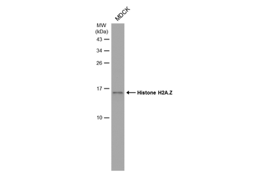 Anti-Histone H2A.Z antibody used in Western Blot (WB). GTX108273