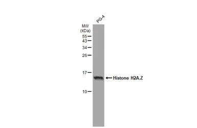 Anti-Histone H2A.Z antibody used in Western Blot (WB). GTX108273