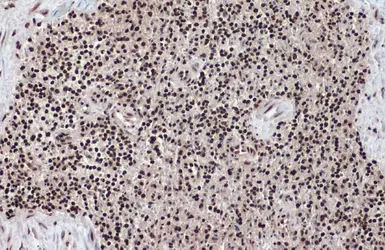 Anti-Histone H2A.Z antibody used in IHC (Paraffin sections) (IHC-P). GTX108273