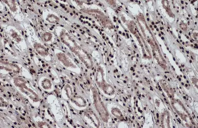 Anti-Histone H2A.Z antibody used in IHC (Paraffin sections) (IHC-P). GTX108273