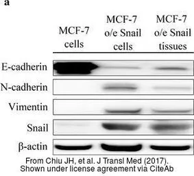 Anti-beta Actin antibody used in Western Blot (WB). GTX109639