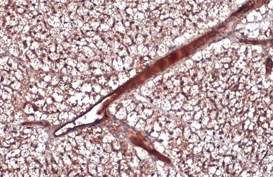 Anti-Adiponectin antibody used in IHC (Paraffin sections) (IHC-P). GTX112777