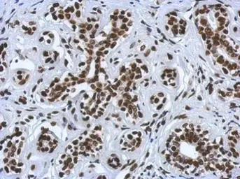 Anti-Histone H4K5K8K12K16ac (acetyl Lys5/Lys8/Lys12/Lys16) antibody used in IHC (Paraffin sections) (IHC-P). GTX122653