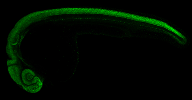 Anti-Sox2 antibody used in IHC (Whole mount) (IHC-Wm). GTX124477