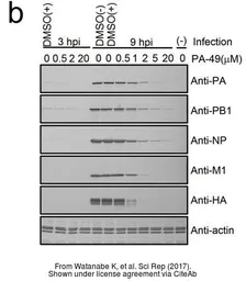 Anti-Influenza A virus PB1 protein antibody used in Western Blot (WB). GTX125923