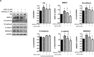 Anti-N-Cadherin antibody used in Western Blot (WB). GTX127345