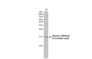 Anti-Histone H3K4me3 (Tri-methyl Lys4) antibody used in Western Blot (WB). GTX128954