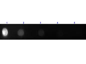 Goat Anti-Rat IgG antibody, Fab fragment (FITC). GTX27173