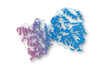 Protein services