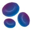 Oncohematology