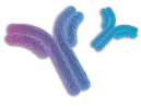Monoclonal and Polyclonal