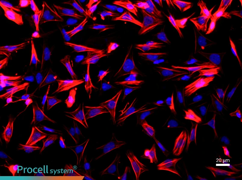 Rat Small Intestine Smooth Muscle Cell Complete Medium - 2