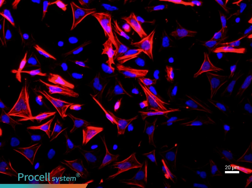 Mouse Small Intestine Smooth Muscle Cell Complete Medium - 2