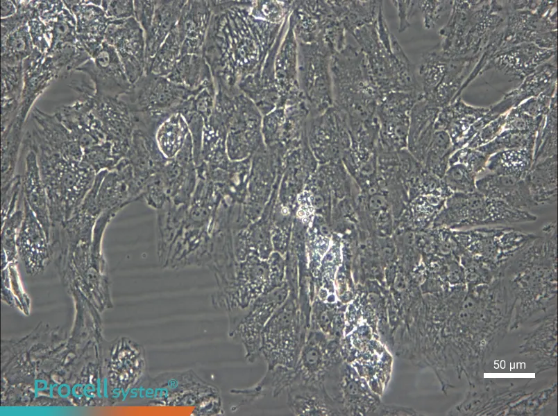 UM-Chor1 Cell Complete Medium - small - 5