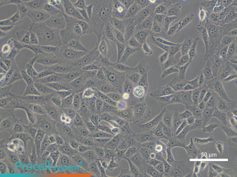Vero Cell Complete Medium - small - 6