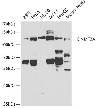 DNMT3A Polyclonal Antibody - 1