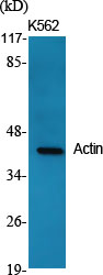 Actin Polyclonal Antibody - 1
