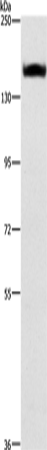 ITGA2 Polyclonal Antibody - 1