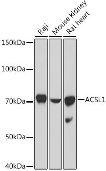 ACSL1 Polyclonal Antibody - 1