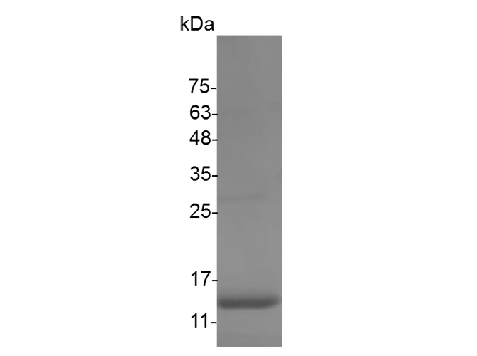 Recombinant Mouse Interferon γ/IFNG Protein (E.coli) - 1