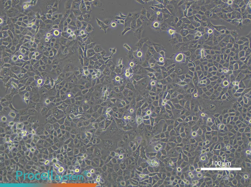 PANC-1 Cell Complete Medium - 3