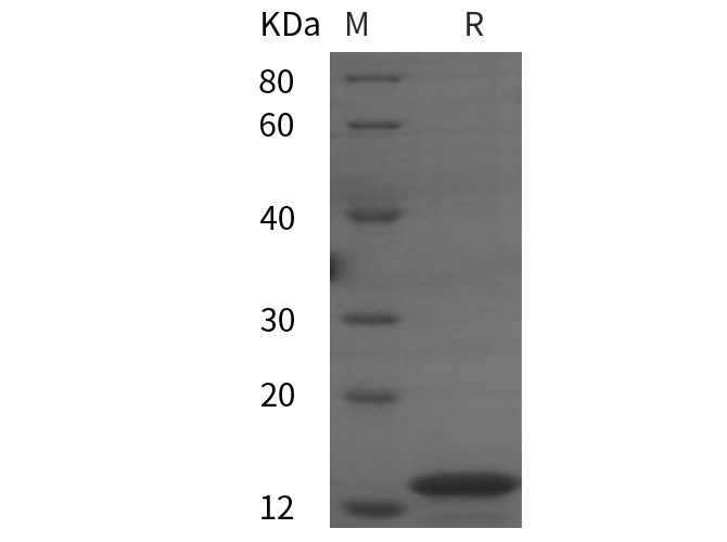 Recombinant Vaccinia virus VACV(A27L) Protein (His Tag) - 1