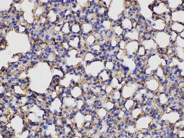 ANXA5 Polyclonal Antibody - small - 4