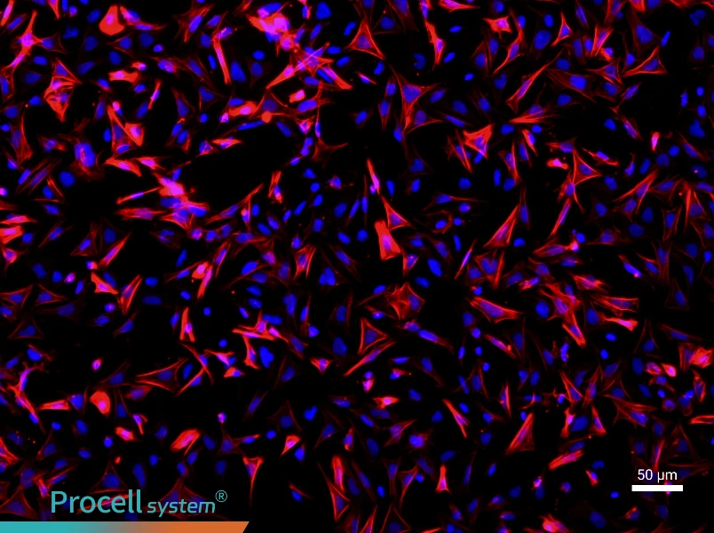 Mouse Small Intestine Smooth Muscle Cell Complete Medium - 1