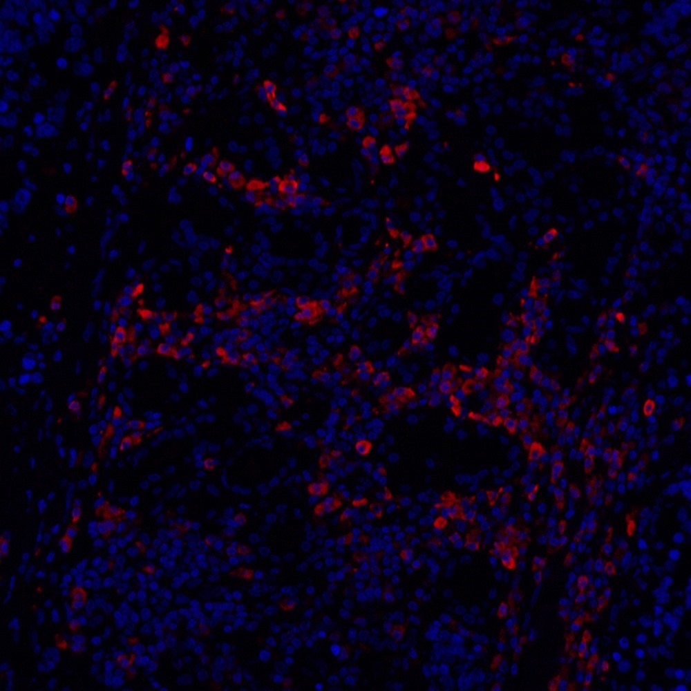 Cyclin B1 Polyclonal Antibody - 3